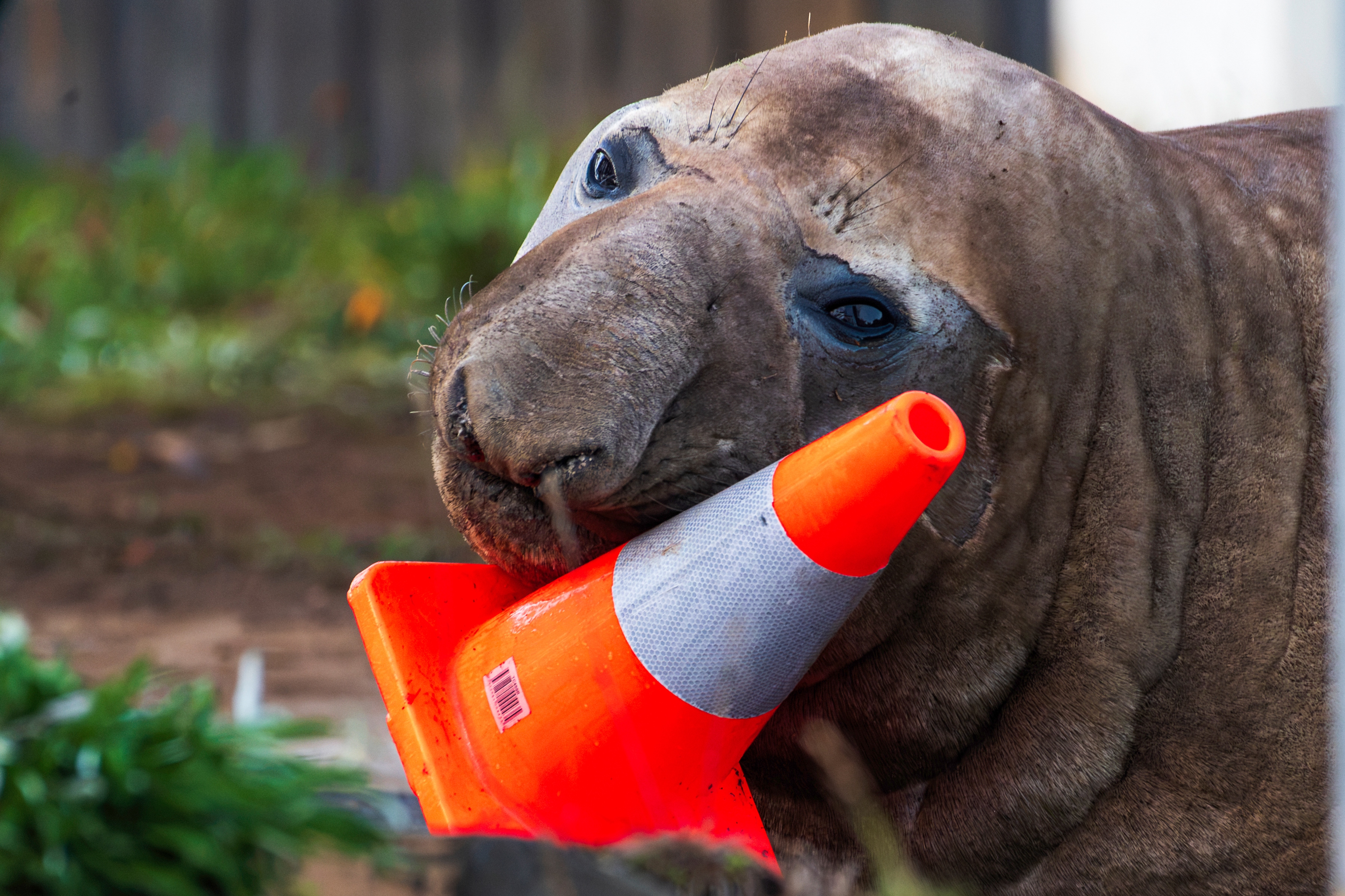 Australian officials ask fans to respect the privacy of Neil, a trouble-making seal